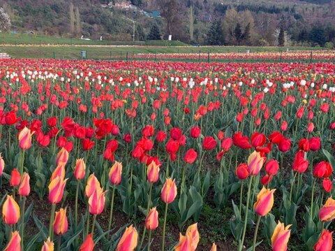 Tulip Festival Pics: एशिया का सबसे बड़ा ट्यूलिप गार्डन जनता के लिए खुला, पीएम मोदी ने की ये अपील