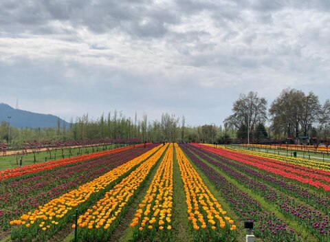 Tulip Festival Pics: एशिया का सबसे बड़ा ट्यूलिप गार्डन जनता के लिए खुला, पीएम मोदी ने की ये अपील