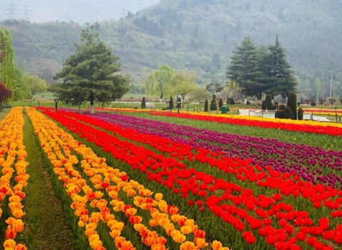 Tulip Festival Pics: एशिया का सबसे बड़ा ट्यूलिप गार्डन जनता के लिए खुला, पीएम मोदी ने की ये अपील