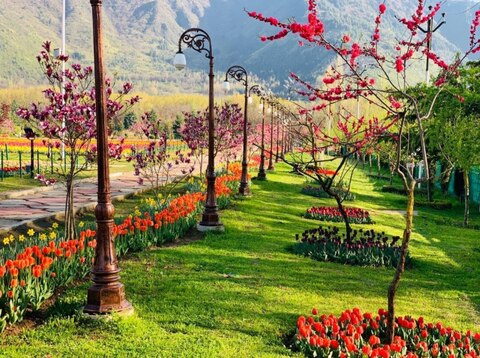 Tulip Festival Pics: एशिया का सबसे बड़ा ट्यूलिप गार्डन जनता के लिए खुला, पीएम मोदी ने की ये अपील