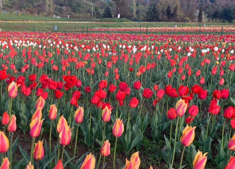 पर्यटकों और आम जनता के लिए खुला Tulip गार्डन, 15 लाख लगाए गए पौधे