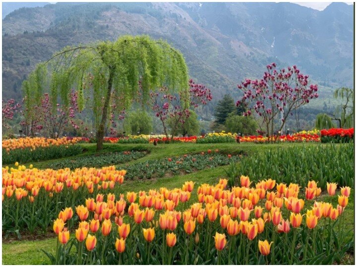 Srinagar Tulip Garden open to tourists and general public 1 point 5 million saplings planted पर्यटकों और आम जनता के लिए खुला Tulip गार्डन, 15 लाख लगाए गए पौधे