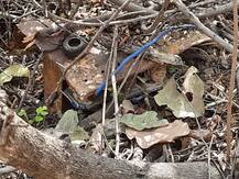 बिहार: CRPF ने नक्सलियों की साजिश की नाकाम, विस्फोटक समेत अन्य सामान किया बरामद