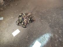 दिल्ली में मुठभेड़ के बाद एक और कुख्यात बदमाश गिरफ्तार, 10 देसी कट्टे और एक ऑटोमेटिक पिस्तौल बरामद