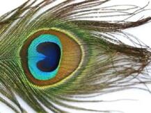Peacock Feather: जानें मोर पंख के वो 10 सरल उपाय, जिनको करने से बदल जाता है व्यक्ति का पूरा जीवन