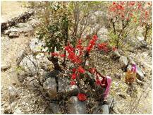 Holi 2021: क्या आपको हर्बल होली की तलाश है? उत्तर प्रदेश के पलाश गुलाल की लंदन में बढ़ी मांग