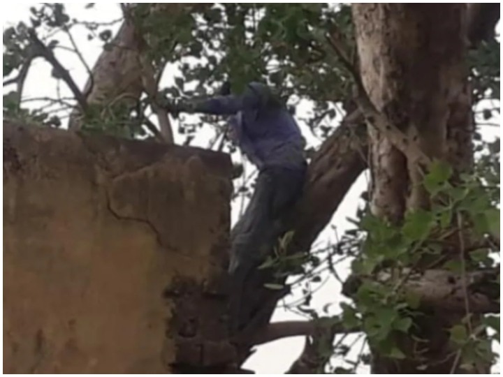 Rajasthan Wife did not return from her maternal home for two years husband in desperation climbed 50 feet tall tree  राजस्थान: मायके से नहीं लौटी 2 साल से पत्नी, हताशा में पति 50 फीट ऊंचे पेड़ पर जा चढ़ा