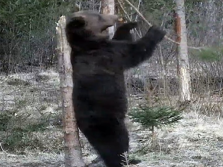 pilibhit bear dancing video viral on social media ann Pilibhit Tiger Reserve में भालू की मस्ती, शर्मीले अंदाज में Dance करता हुआ आया नजर