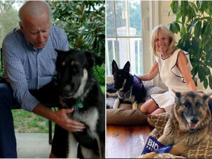 Joe Biden's dog Major, making trouble for White House staff, makes two people hunt in a month व्हाइट हाउस के कर्मचारियों के लिए मुसीबत बना Joe Biden का कुत्ता Major, एक महीने में दो लोगों को बनाया शिकार