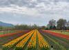 कोरोना के बढ़ते खतरे के बीच कश्मीर में Tulip Festival का एलान, सरकार के फैसले पर उठ रहे सवाल