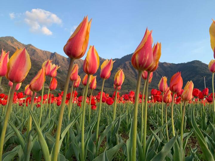 हर साल की तरह ही गर्मियों की शुरुआत के साथ ही कश्मीर में ट्यूलिप फेस्टिवल की भी शुरुआत होती है. जो खासतौर पर पर्यटकों को अपनी ओर आकर्षित करती है. वहीं ट्यूलिप फेस्टिवल में पर्यटकों के भारी संख्या में पहुंचने का अनुमान लगाया जा रहा है.