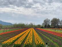 कश्मीर में आज से होगी Tulip Festival की शुरुआत, कोरोना संक्रमण के खतरे के बीच एक लाख पर्यटकों के आने की उम्मीद