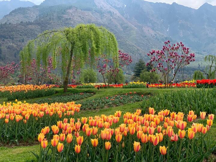 उपराज्यपाल के सलाहकार बसीर खान ने श्रीनगर में ट्यूलिप फेस्टिवल के आयोजन को लेकर हो रही तैयारियों की समीक्षा की है. इस दौरान उन्होंने प्रशासनिक अधिकारियों को निर्देश जारी किए हैं. इन निर्देशों में आने वाले सभी लोगों और पर्यटकों पर कोरोना प्रोटोकॉल के पालन करने पर ज़ोर दिया गया है.