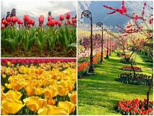 कश्मीर में आज से होगी Tulip Festival की शुरुआत, कोरोना संक्रमण के खतरे के बीच एक लाख पर्यटकों के आने की उम्मीद