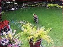 जम्मू के पॉश इलाके में तेंदुए ने शख्स पर किया हमला, कड़ी मशक्कत के बाद वन विभाग की टीम ने पकड़ा