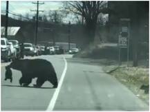 Watch: मां भालू ने बच्चों को सुरक्षित सड़क पार कराने के लिए किया संघर्ष, लोगों को ममता की आई याद