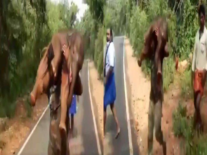 जब कीचड़ में फंसे हाथी के बच्चे को फॉरेस्ट गार्ड ने बचाया, फिर मां से मिलवाने के लिए कंधे पर लेकर दौड़ा, Video Viral Forest guard rescued elephant baby trapped in mud, then ran over shoulder to introduce mother, Video Viral जब कीचड़ में फंसे हाथी के बच्चे को फॉरेस्ट गार्ड ने बचाया, फिर मां से मिलवाने के लिए कंधे पर लेकर दौड़ा, Video Viral