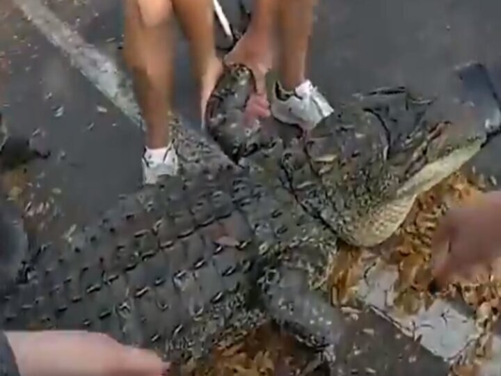 Viral: A 10-foot tall crocodile found under a car, video captured on camera फ्लोरिडा: कार के नीचे मिला 10 फीट लंबा मगरमच्छ, इंटरनेट पर वायरल हुआ वीडियो