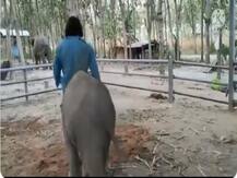 नन्हें हाथी की मस्ती का वीडियो वायरल, बाड़े में काम कर रहे शख्स के साथ 'मटरगस्ती'
