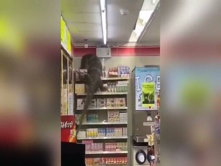 जब आया अनचाहा ग्राहक: सुपरमार्केट में विशालकाय छिपकली आतंक, वीडियो हुआ वायरल Godzilla terror in supermarket, people scared of seeing a giant lizard, video went viral जब आया अनचाहा ग्राहक: सुपरमार्केट में विशालकाय छिपकली आतंक, वीडियो हुआ वायरल