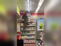 जब आया अनचाहा ग्राहक: सुपरमार्केट में विशालकाय छिपकली आतंक, वीडियो हुआ वायरल
