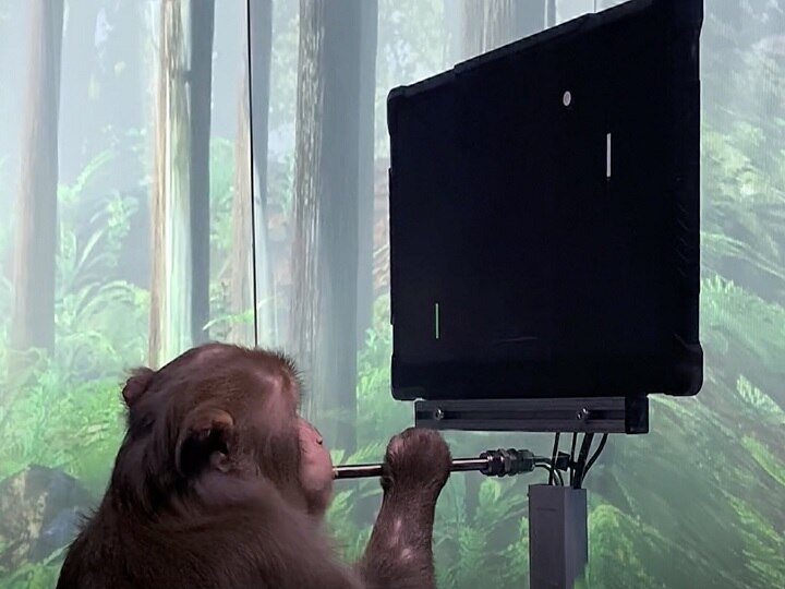 Elon Musks company Neuralink released video, monkey playing video games with his mind Elon Musk की कंपनी ने किया कारनामा, अपने दिमाग से वीडियो गेम खेल रहा बंदर, देखें वीडियो