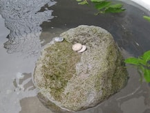 आज भी पानी में तैर रहा है श्रीराम का छुआ पत्थर, हरिद्वार महाकुंभ में बना आकर्षण का केंद्र