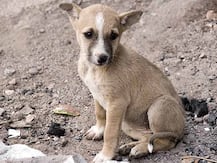 রাস্তার সারমেয়কে খাওয়ান, তবে অন্যকে সমস্যায় না ফেলে: হাইকোর্ট