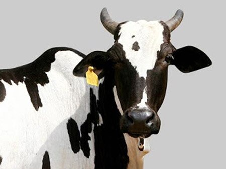 Pregnant cow gets death sentence in Europe for crossing border সীমান্ত পেরিয়ে বুলগেরিয়া থেকে সার্বিয়ায়, ইউরোপীয় ইউনিয়নের নিয়ম ভাঙায় গর্ভবতী গরুর মৃত্যুদণ্ড!