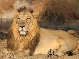 গির ন্যাশনাল পার্কে মানুষ হত্যায় ‘দোষী’ ৩ সিংহ, আজীবন খাঁচাবন্দি থাকবে Three Gir Lions Condemned To Life In Captivity For Killing Humans গির ন্যাশনাল পার্কে মানুষ হত্যায় ‘দোষী’ ৩ সিংহ, আজীবন খাঁচাবন্দি থাকবে