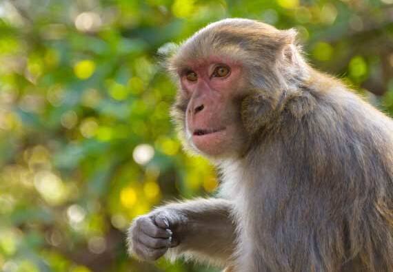 Monkey snatches blood samples of Covid-19 patients in Meerut in Uttar Pradesh  মিরাটে করোনা আক্রান্তদের রক্তের নমুনা ছিনিয়ে পালাল বাঁদর বাহিনী