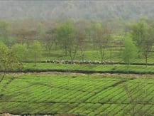 পাহাড়ে অশান্তির আগুনে সঙ্কট চা শিল্পে, বিপুল আর্থিক ক্ষতির আশঙ্কা