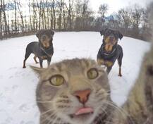 আর খাওয়া যাবে না কুকুর, বিড়াল, মে থেকেই নতুন আইন কার্যকর চিনের এই শহরে