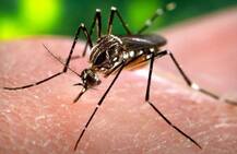 তৈরি নতুন টেস্ট-কিট, কম খরচ ও দ্রুত ডেঙ্গি ও জিকা নির্ণয় সম্ভব শীঘ্রই