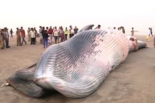 Whale dies in Thailand after swallowing 80 plastic bags পেটে ৮০-র বেশি প্লাস্টিকের প্যাকেট, থাইল্যান্ডে এ কারণেই কি তিমির মৃত্যু?