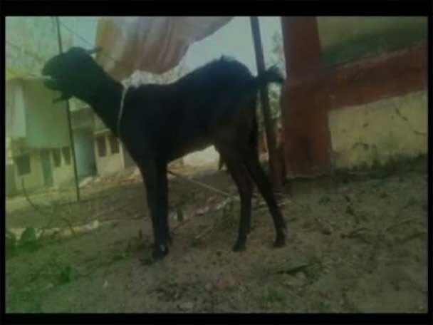 Hungry Goat Chews Up Owners Rs 66000 মালিকের ৬৬ হাজার টাকা চিবিয়ে খেল ছাগল!