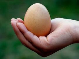 Which One Is 1st Egg Or Chicken See Yourself ডিম আগে না মুরগি, দেখুন নিজে চোখেই