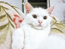 চেন্নাই বন্দরে এসেছে দিন কুড়ি আগে, করোনাভাইরাসে আক্রান্ত সন্দেহে বেড়ালকে চিনে পাঠানো নিয়ে বিতর্ক