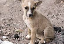 শিশুকে কামড়, পাকিস্তানে মৃত্যুদণ্ড কুকুরের! মানবিক কারণেই, দাবি