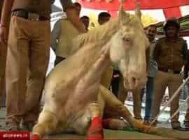 Shaktimans Death Political Blame Game Begins Accused Bjp Mla Says Cut My Leg If Found Guilty ‘শক্তিমান’-এর মৃত্যু: গ্রেফতারি চাইলেন মানেকা, দোষী হলে আমার পা কেটে নেওয়া হোক! সাফাই বিজেপি বিধায়কের