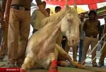 পুলিশের ঘোড়া শক্তিমান-কে লাঠি: দলীয় বিধায়কের বিরুদ্ধে \'রাজনৈতিক উদ্দেশ্যপ্রণোদিত\' মামলা প্রত্যাহার উত্তরাখণ্ডের বিজেপি সরকারের