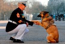 লুক্কা, ‘ব্রিটিশ সেনা’ সম্মানপ্রাপ্ত প্রথম মার্কিন কুকুর 