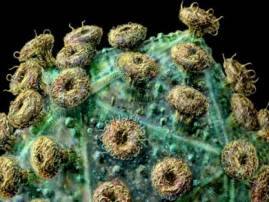 Aids Vaccine Coming Soon এডস রোখার হাতিয়ার আসছে? মশাল এক বাঙালির হাতেই!