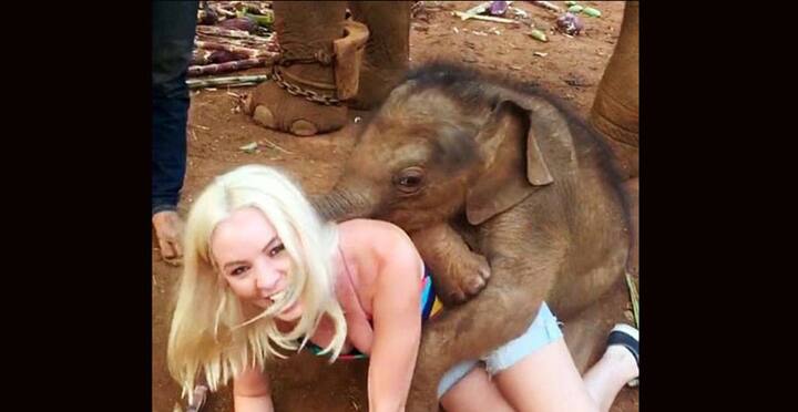  আপনি যদি কখনও তাইল্যান্ড আসেন. আর কোথাও না যান, তংপু-র সঙ্গে দেখা করতে কিন্তু ভুলবেন না। কোথায় যাবেন? চিয়াং মাইয়ের কাছে পাটারা এলিফ্যান্ট ফার্মে ওকে পাবেন। 