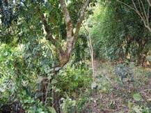 ছেলের দেহ পড়ে আছে নালায়, গাছে ঝুলছে মা ও তাঁর প্রেমিক