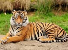 সংখ্যা বাড়লেও বাংলাদেশের সুন্দরবনে বাঘিনীর তুলনায় বাঘের অনুপাত কমায় উদ্বেগ