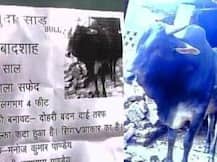 পোষ্য ‘বাদশা’ নিখোঁজ, নিরুদ্দেশের সন্ধান দিলেই ৫০ হাজার টাকার পুরস্কার