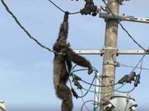 দেখুন: চিড়িয়াখানা থেকে পালানো শিম্পাঞ্জিকে ধরতে গিয়ে গলদঘর্ম কর্মীরা