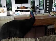 আচমকা ঘরে ‘অতিথি’ পাখি! প্রাণ ভয়ে পালাল দম্পতি