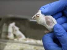 প্রাণীদের ওপর সাবান, ডিটারজেন্ট-এর পরীক্ষা আর নয়, জানাল পেটা